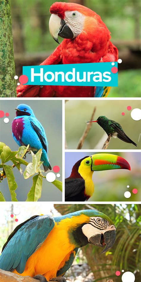 Honduras Is The Perfect Place For You To Watch The Most Exotic Birds In