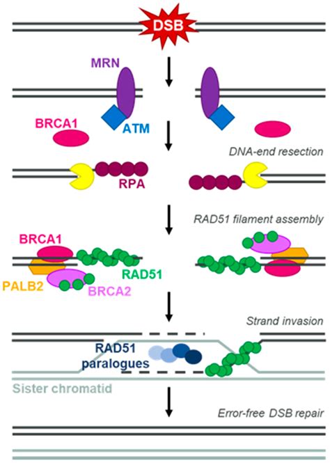 Homologous Recombination Repair Simplified Schematic Of Homologous