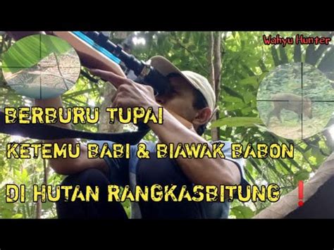 BERBURU TUPAI LANGSUNG DIMASAK YouTube