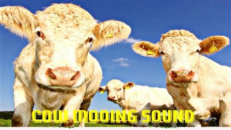 Cow Videos For Kids Cow Mooing Cow Sound Effect Baby Cow And