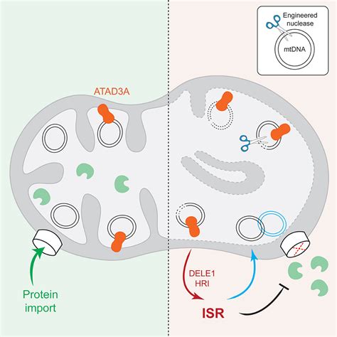 Mitochondrial Dna Breaks Activate An Integrated Stress Response To