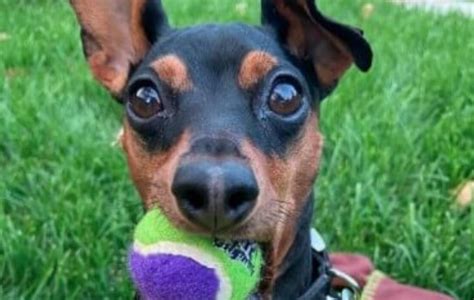 15 Hilarious Miniature Pinscher Memes Will Make Your Day The Dogman