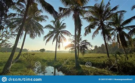 Coconut Palm Trees Near The Paddy Fields Stock Photo Image Of Tree