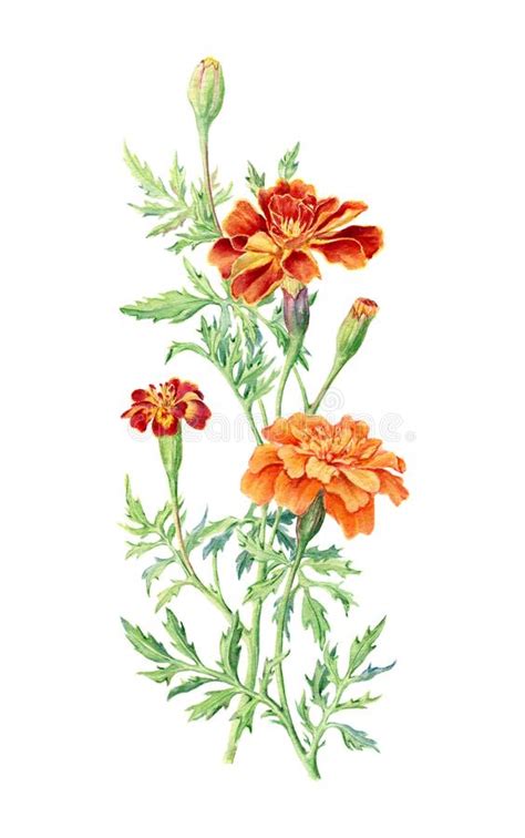 Acuarela Dibujada A Mano Ilustraci N Nica De Flor De Marigold Stock