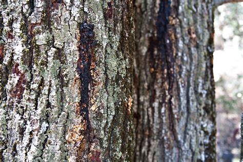 The Goldspotted Oak Borer Center For Invasive Species Research