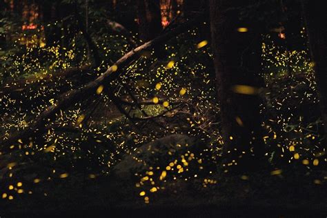 Fireflies Emit Light Similar to Lasers - Research Stash