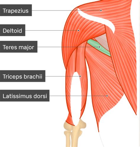 Teres Major Anatomy