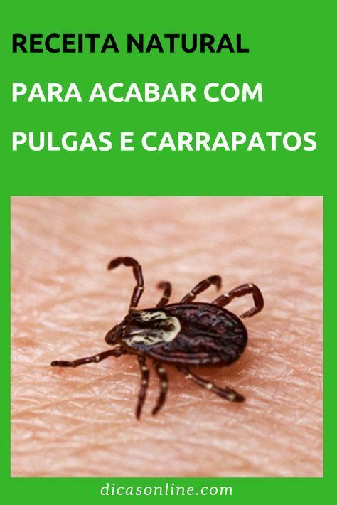 Solu O Caseira Contra Pulgas Carrapatos E Outros Parasitas Rem Dio