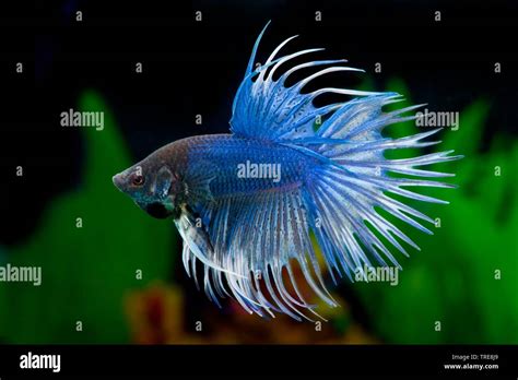 Crowntail Betta Gallery Of Crowntail Betta Fish Tropical Fish Tank