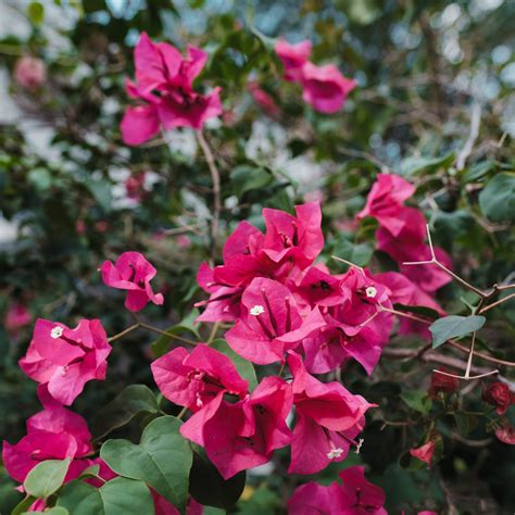 Details 300 Bougainvillea Trepadora Abzlocal Mx