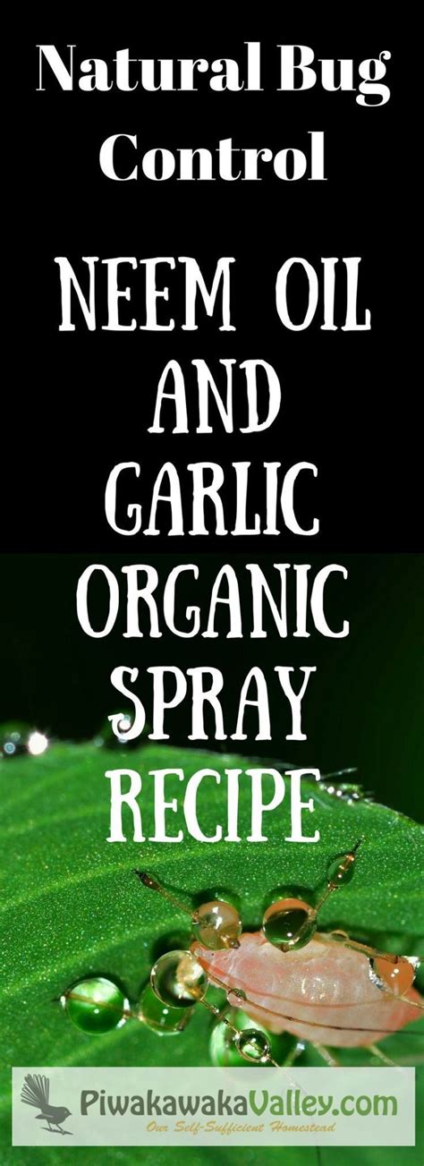 Make Your Own Effective Pesticide Neem Oil And Garlic Organic Spray Recipe Organic Pesticide