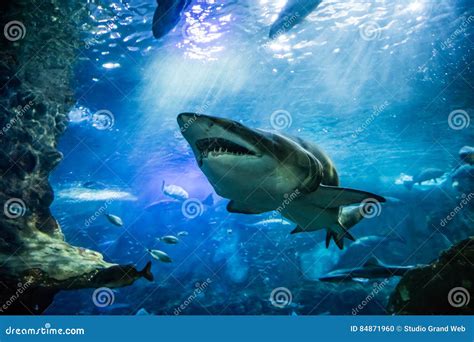 Closeup Of Scary Big Tiger Shark Swimming With Other Fishes Stock Photo