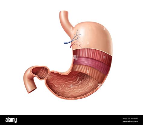 Corps D Anatomie Estomac Humain Digestif Gastrique Banque De