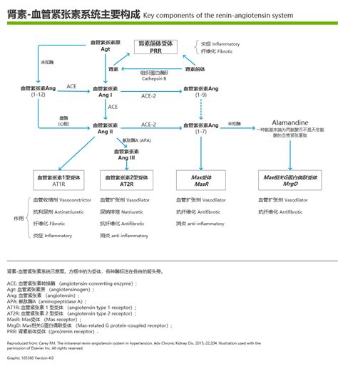 综合系统了解GS BS GSGitelman致病机制常见症状及其成因治疗靶点 Gitelman Bartter综合征科普