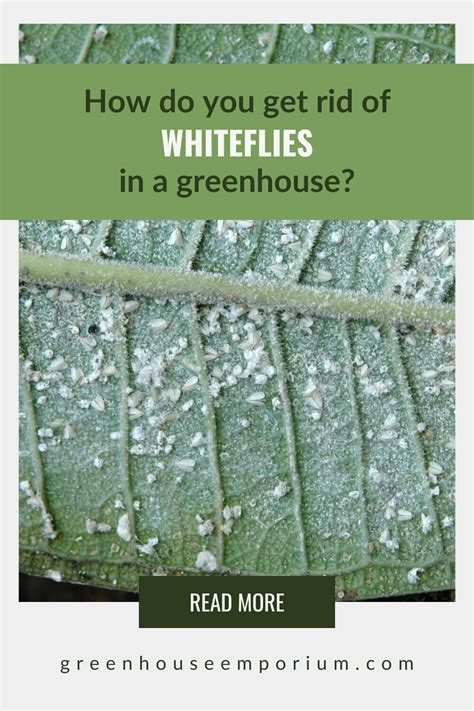 How To Get Rid Of Whiteflies In A Greenhouse