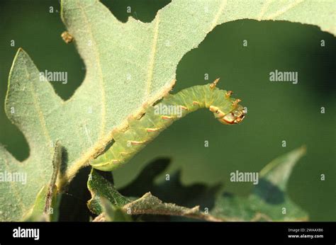 Polyphemus Moth Antheraea Polyphemus Is A Moth Native To North