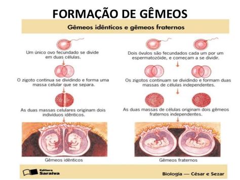 Resultado De Imagem Para Embriogenese De Gemeos Gêmeos Fraternos Sistema Do Corpo Humano