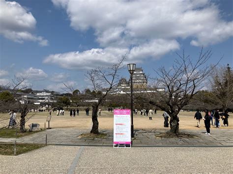 世界遺産・国宝姫路城の桜 開花状況（2024年3月22日現在）【兵庫県姫路市】 はりま男子