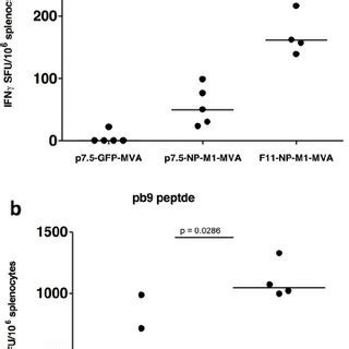 Transgene Expression And Cellular Immunogenicity Of Rmva With Either