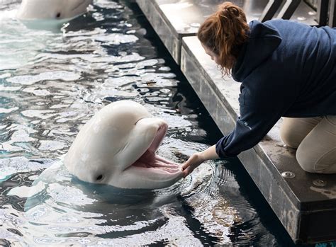 New Addition And Familiar Face To Georgia Aquariums Cold Water Quest