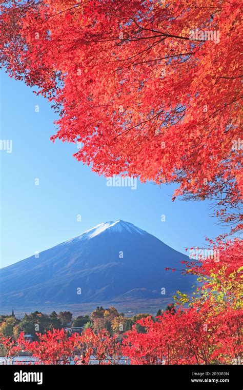 Autumn leaves of Lake Kawaguchi and Mt. Fuji Stock Photo - Alamy