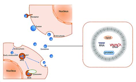 The Main Process Of Exosome Biogenesis And Release Download