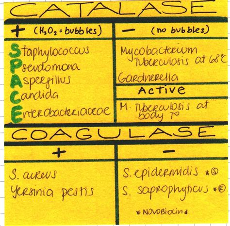 Mnemonics For Gram Positive And Negative Bacteria 36 Pages Summary Doc