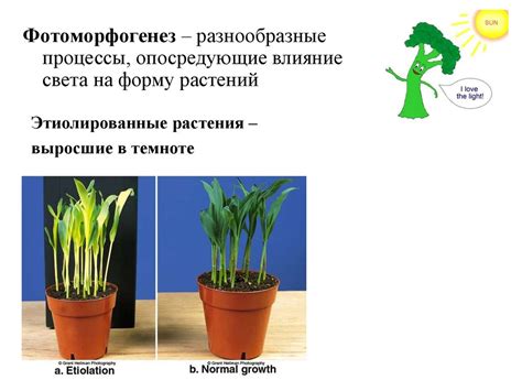 Рост растений - презентация онлайн