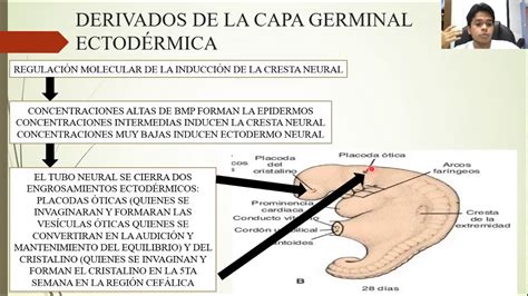 Embriolog A De La Tercera A La Octava Semanas El Periodo Embrionario