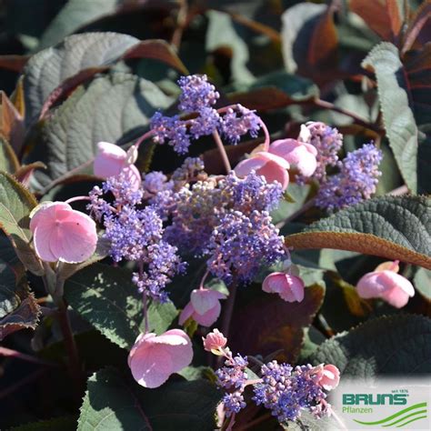 Hydrangea Aspera Hot Chocolate Von Bruns Pflanzen