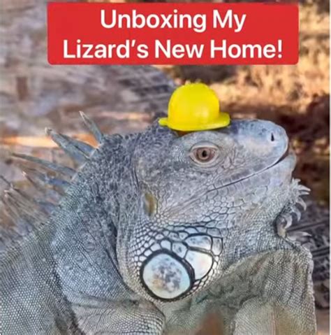 Unboxing My Pet Lizard S New Home Custom Cages