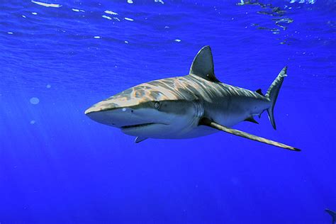 Galapagos Shark Jigsaw Puzzle by Scott Sansenbach - Sansenbach Marine ...