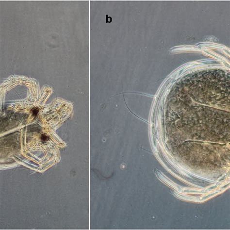 Larva of Piona stjordalensis; a foretic larva; b parasitic larva ...