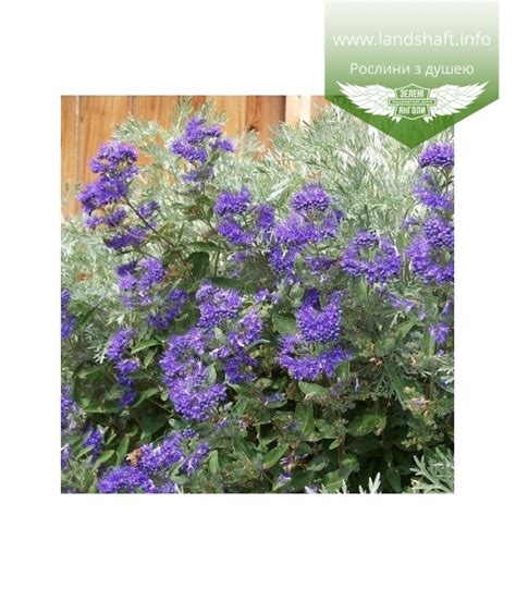 Caryopteris x clandonensis First Choice Каріоптеріс кладонський