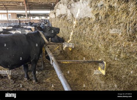 Domestic Cattle Dairy Cows Self Feeding Herd At Silage Clamp