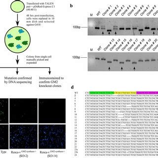 Generation And Characterization Of Gm Synthase Knockout Renca V Cell