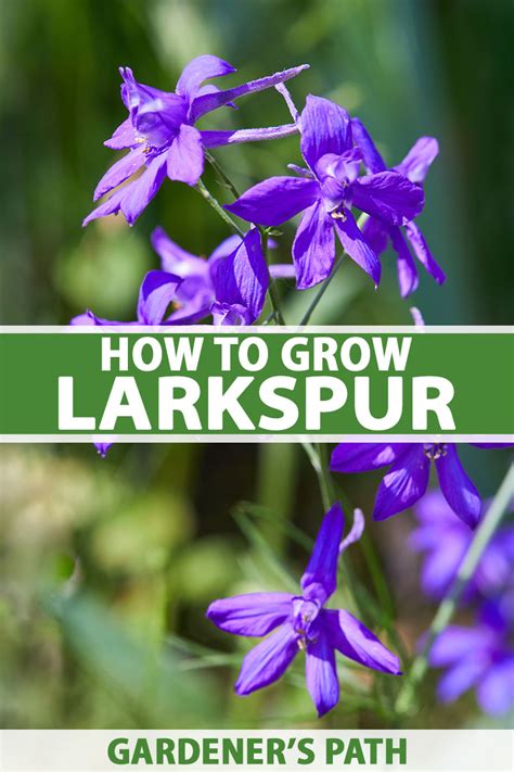 Larkspur Purple Flower Meaning Best Flower Site