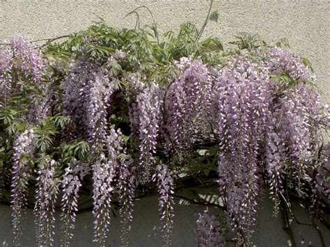 Glycine Pink Ice Jardins Balcons Terrasses Voltz Horticulture