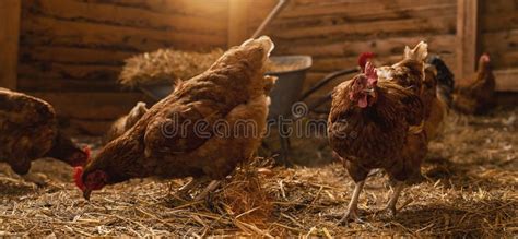 Hens at a Chicken Coop in a Group of Chickens at a Bio Farm. Hens in ...