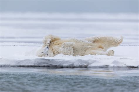 arctic-alaska-wildlife-polar-bear-tour | Hugh Rose Photography