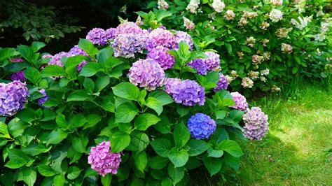 Stunning Types Of Hydrangeas That Deer Won T Be Tempted To Eat