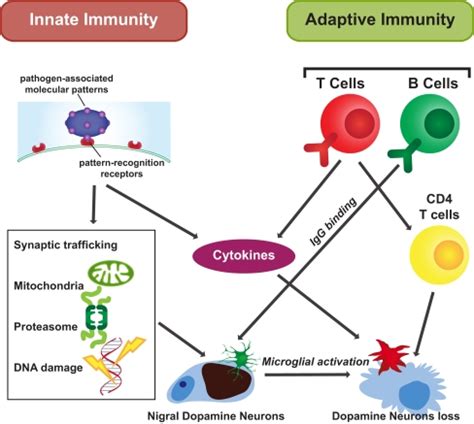 Innate and adaptive immunity in PD. Innate and adaptive immunity are ...