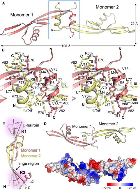 Figure 1 From Flexible Structural Arrangement And Dna Binding