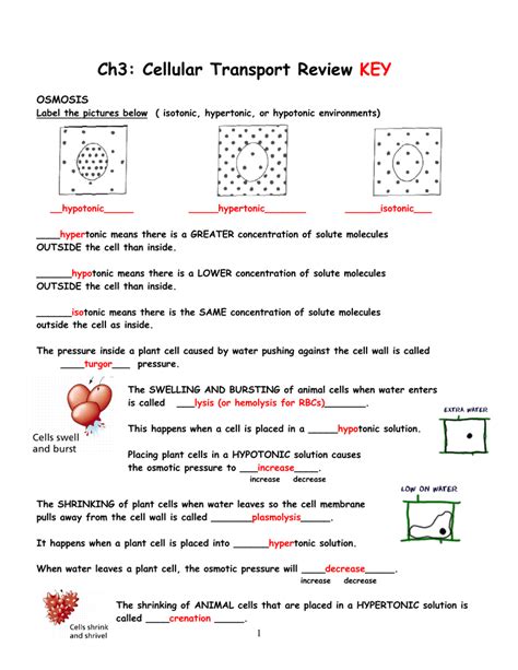 Cell Transport Worksheet Answers E Streetlight