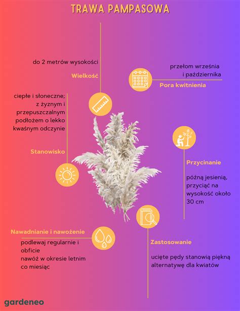 Trawa pampasowa uprawa pielęgnacja nawożenie gardeneo