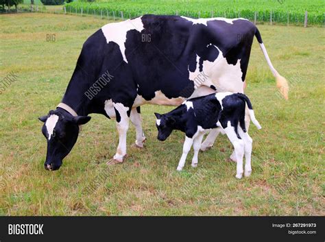 Holstein Cow And Calf