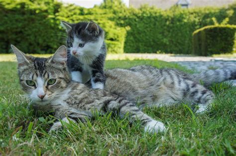 Ecco Le Cose Da Sapere Prima Di Adottare Un Gatto Amici Di Casa