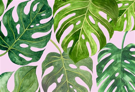 Monstera Wallpaper | Tropical Jungle Leaf Wallcovering | Wallpapered