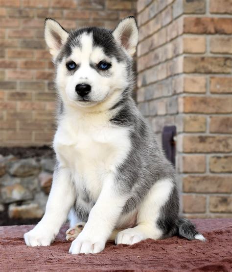 Skye - Siberian Husky Puppy for Sale in Fredericksburg, OH | Lancaster ...