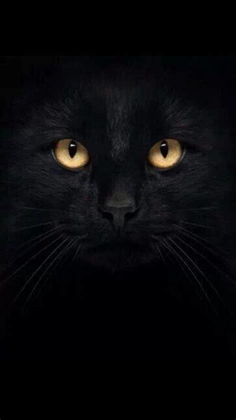 1080P free download | Black cat, HD phone wallpaper | Peakpx